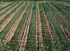 agricultura y ganadería industrial